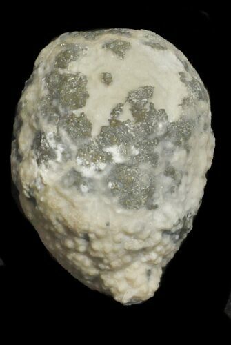 Cystoid (Holocystites) Fossil - Indiana #62018
